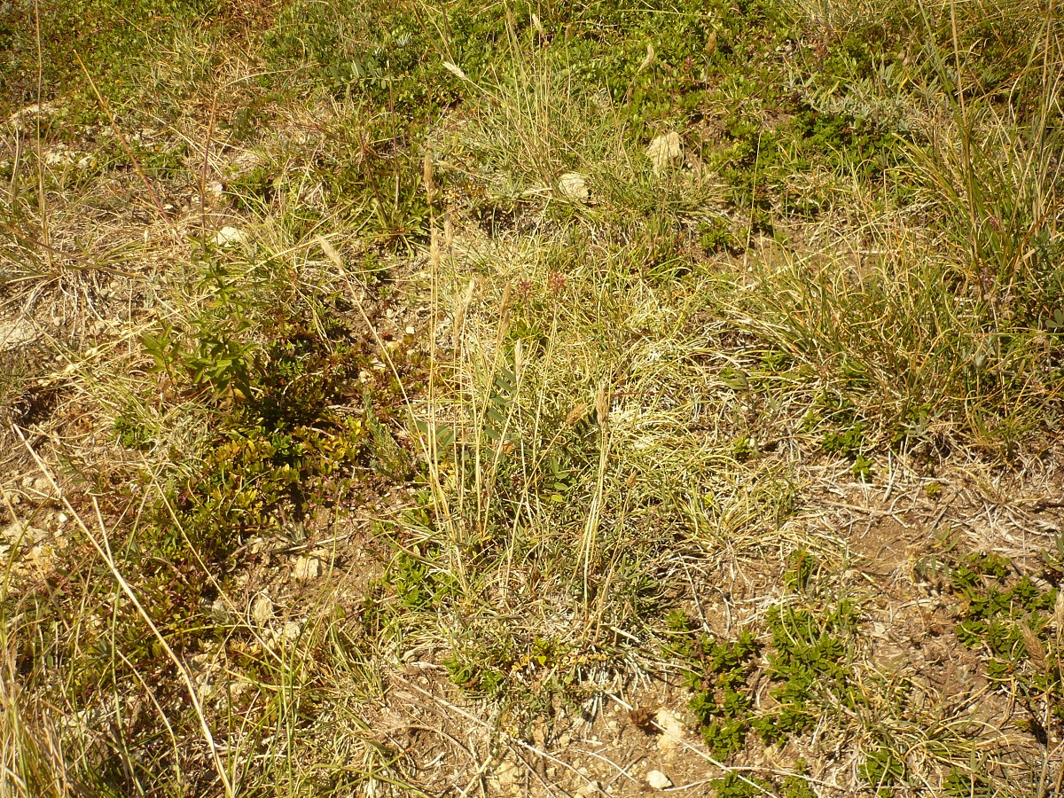 Koeleria vallesiana subsp. vallesiana (Poaceae)